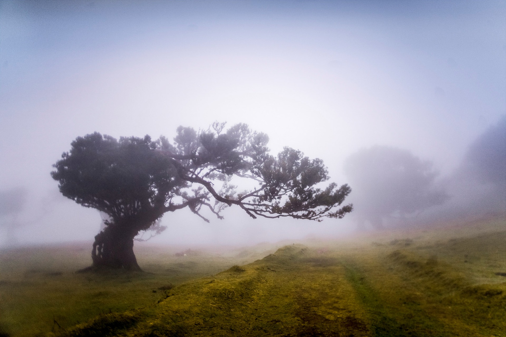 Vavrínový les / Lavrissilva Forest